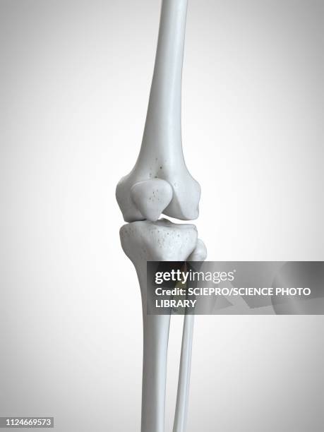 ilustraciones, imágenes clip art, dibujos animados e iconos de stock de illustration of the skeletal knee - femur