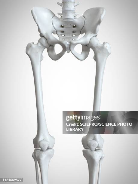 illustration of the upper leg bones - femur stock illustrations