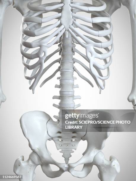 illustration of the thorax bones - human skeletal system stock illustrations