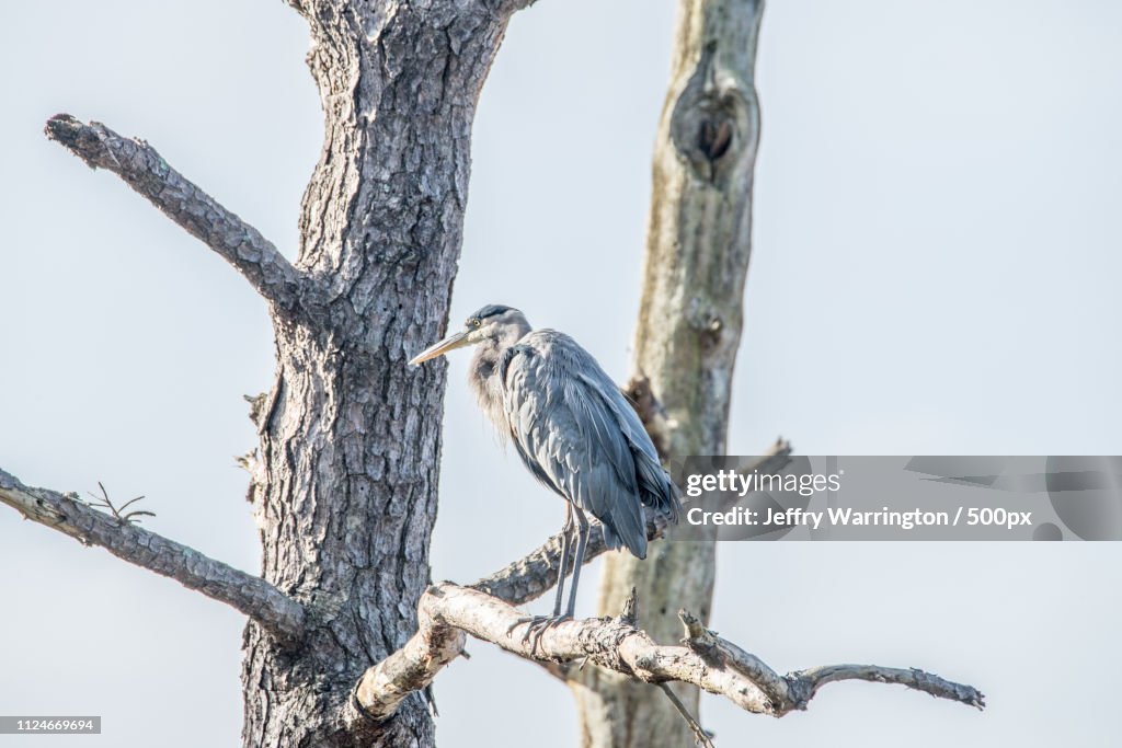 Heron perching on bare tree