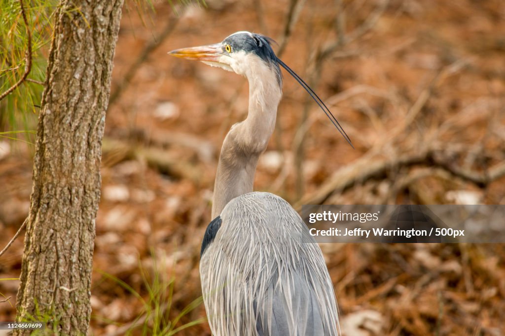 Portrait of heron standing outdoors