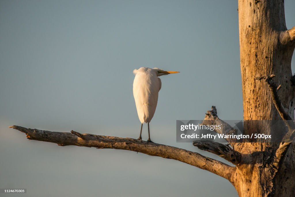 Great White Egret