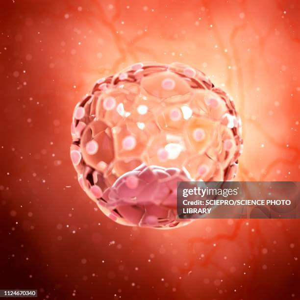 illustration of a blastocyst - embryo stock illustrations