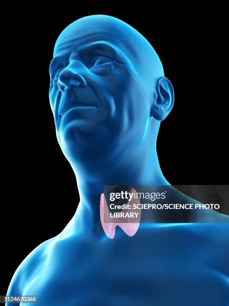 illustration of an old man's thyroid gland - thyroid hormone stock illustrations