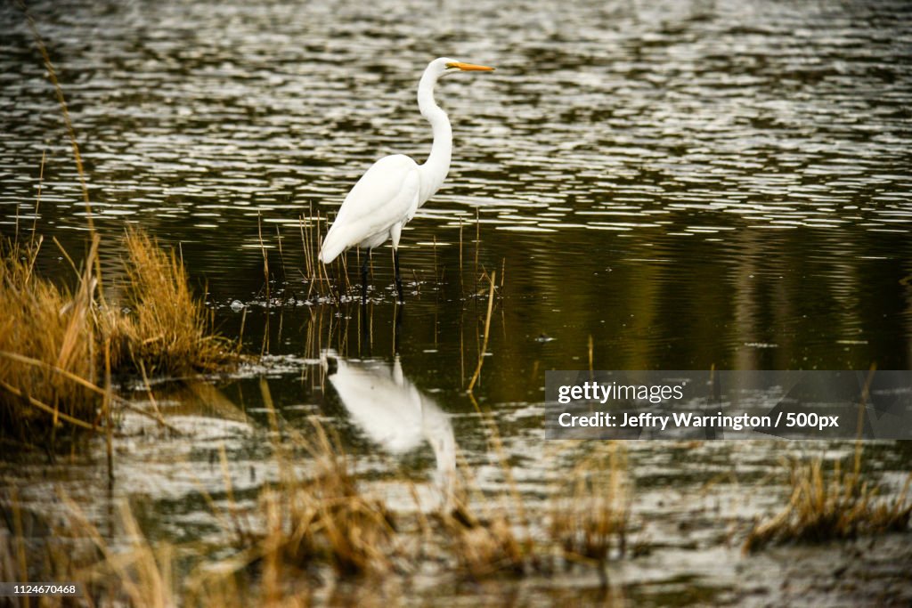 Great White Egret