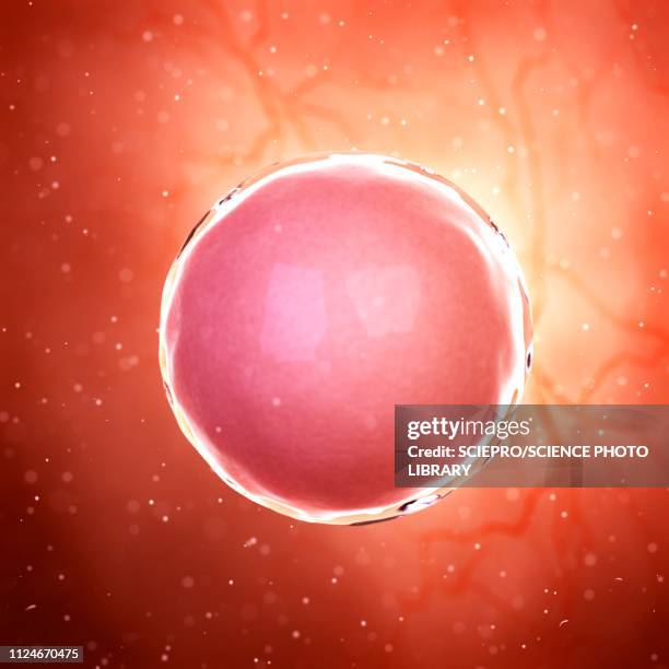 stockillustraties, clipart, cartoons en iconen met illustration of a fertilized egg cell - human fertility