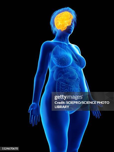 illustration of an obese woman's brain - limbic system stock illustrations