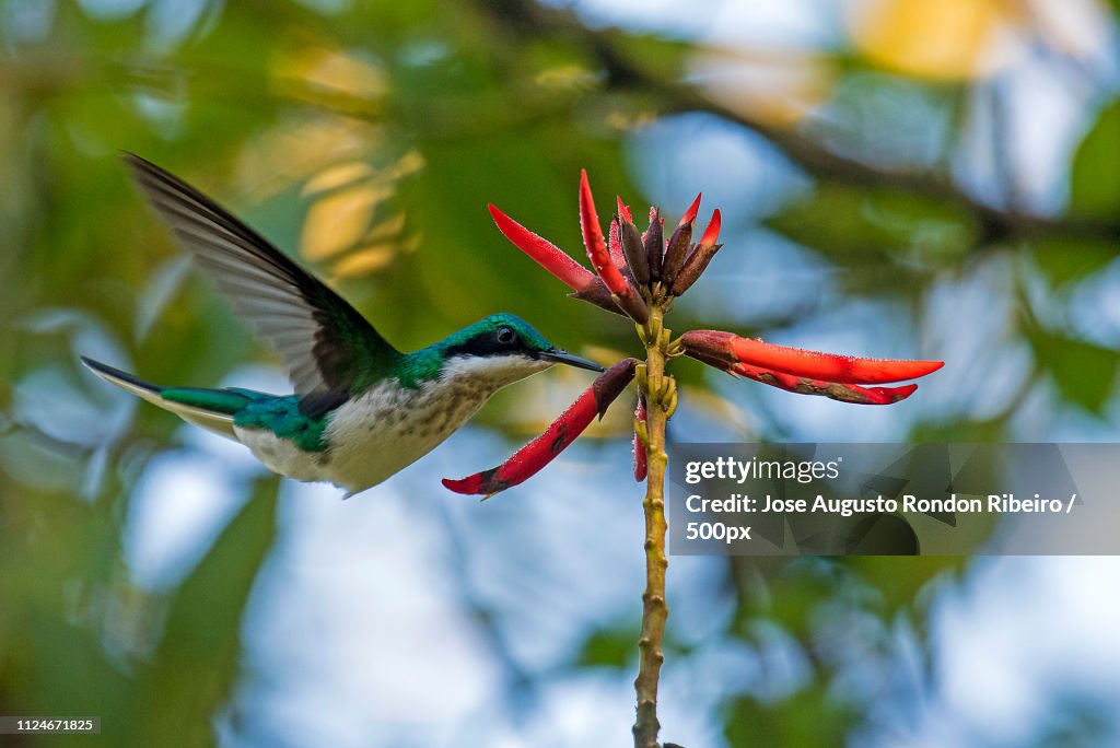 Black-Eared Fairy Female