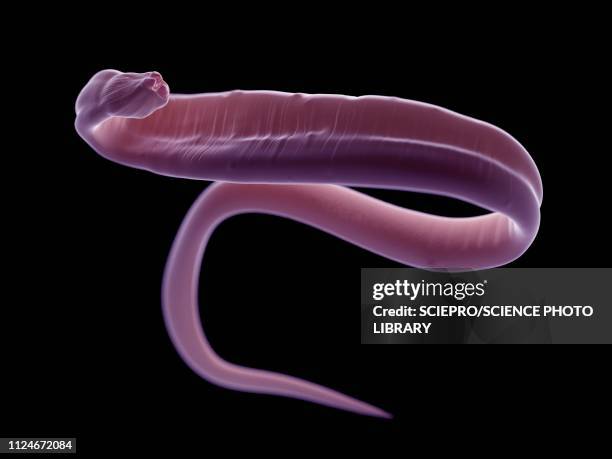 ilustrações de stock, clip art, desenhos animados e ícones de illustration of an ascariasis worm - nematelminto