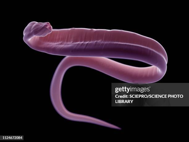 bildbanksillustrationer, clip art samt tecknat material och ikoner med illustration of an ascariasis worm - nematode worm