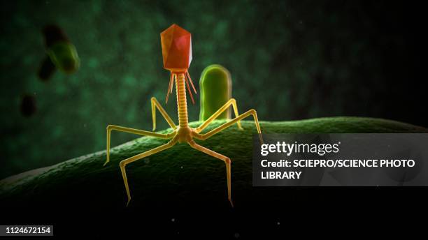 illustration of bacteriophage - bacteriophagum stock-grafiken, -clipart, -cartoons und -symbole