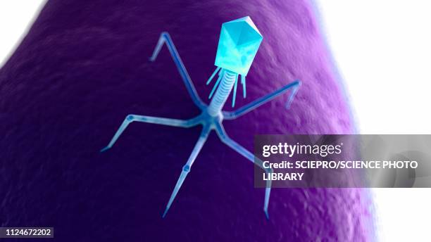 illustration of a bacteriophage on a bacteria - バクテリオファージ点のイラスト素材／クリップアート素材／マンガ素材／アイコン素材