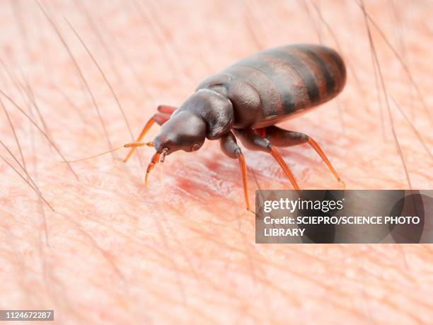 illustration of a bedbug on human skin - ナンキンムシ点のイラスト素材／クリップアート素材／マンガ素材／アイコン素材