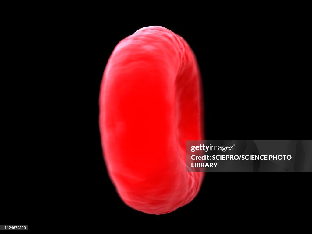 Blood Cell Photo Portrait Illustration Of A Human Blood Cell High-Res Vector Graphic - Getty Images