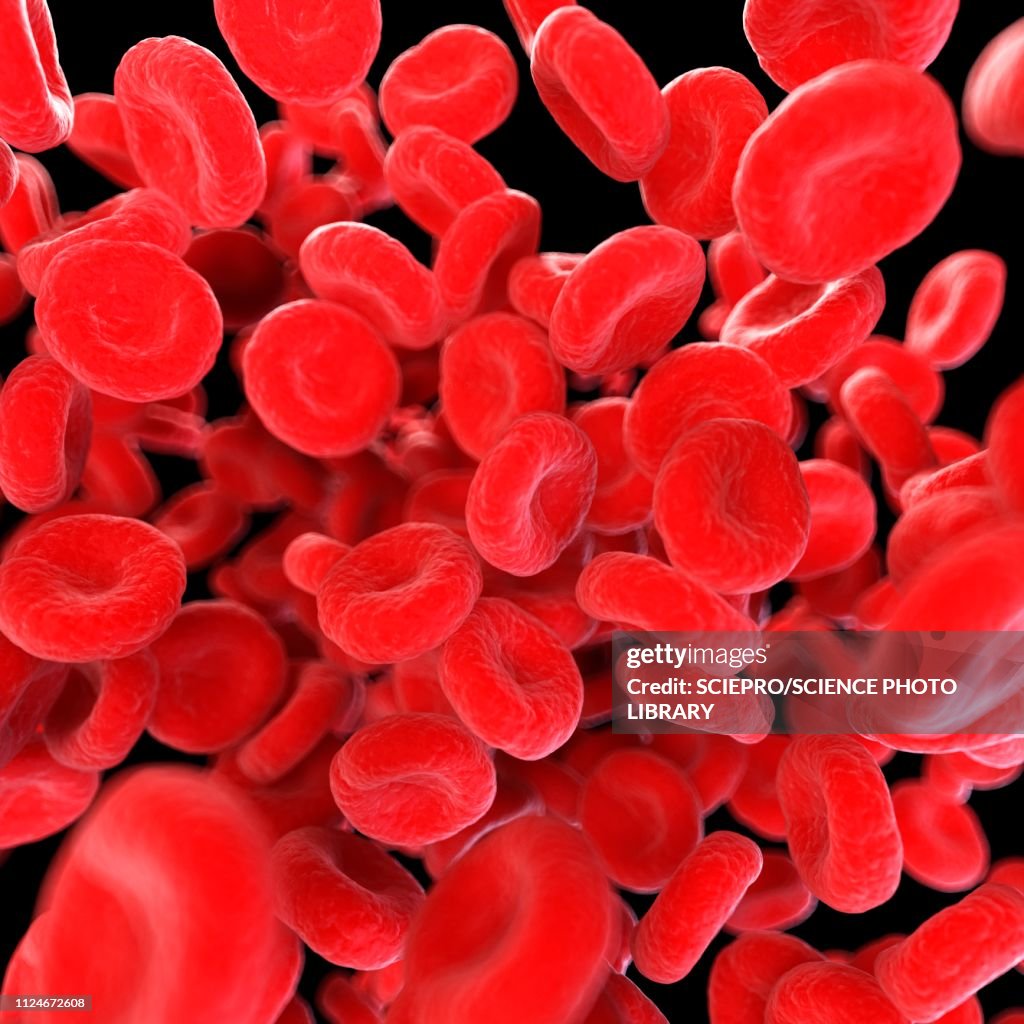 Blood Cell Photo Portrait Illustration Of Human Blood Cells High-Res Vector Graphic - Getty Images
