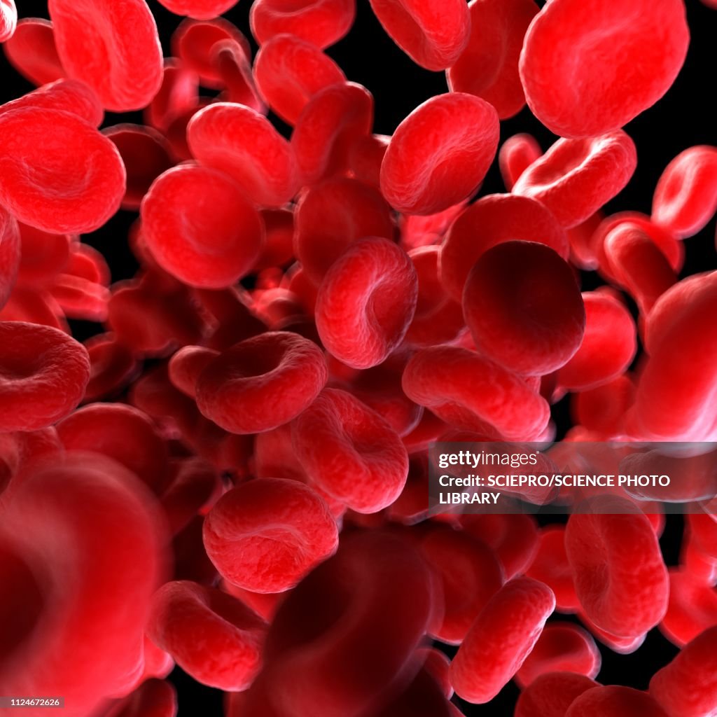 Blood Cell Photo Portrait Illustration Of Human Blood Cells High-Res Vector Graphic - Getty Images