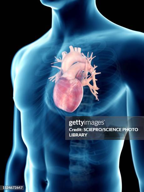 stockillustraties, clipart, cartoons en iconen met illustration of a man's heart - coronary arteries diagram