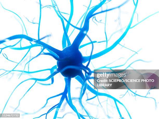 illustration of a human nerverticale cell - central nervous system stock illustrations