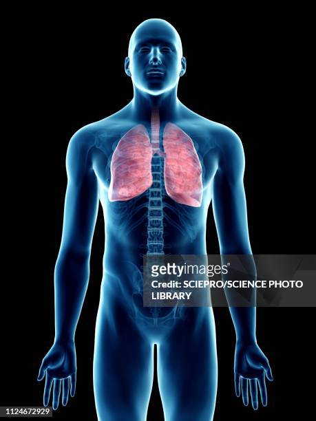 stockillustraties, clipart, cartoons en iconen met illustration of a man's lung - physiology