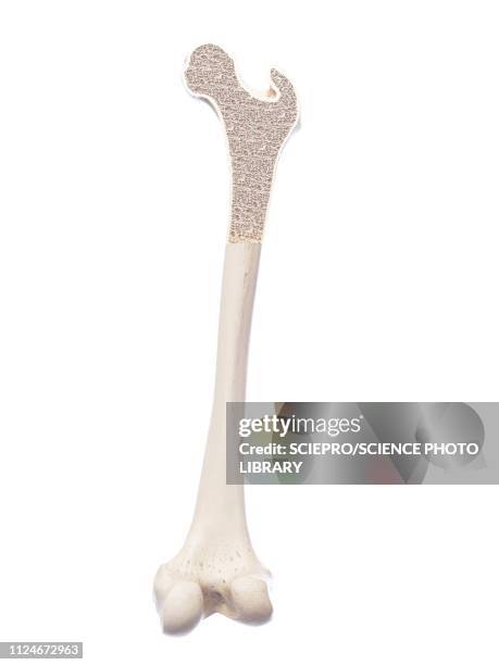 illustration of a healthy bone structure - femur stock-grafiken, -clipart, -cartoons und -symbole