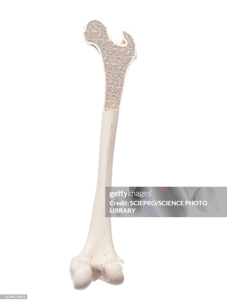 Illustration of a healthy bone structure