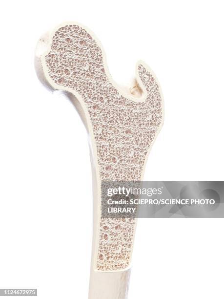 ilustrações, clipart, desenhos animados e ícones de illustration of a healthy bone structure - osso humano