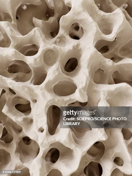 stockillustraties, clipart, cartoons en iconen met illustration of the human bone structure - calcium