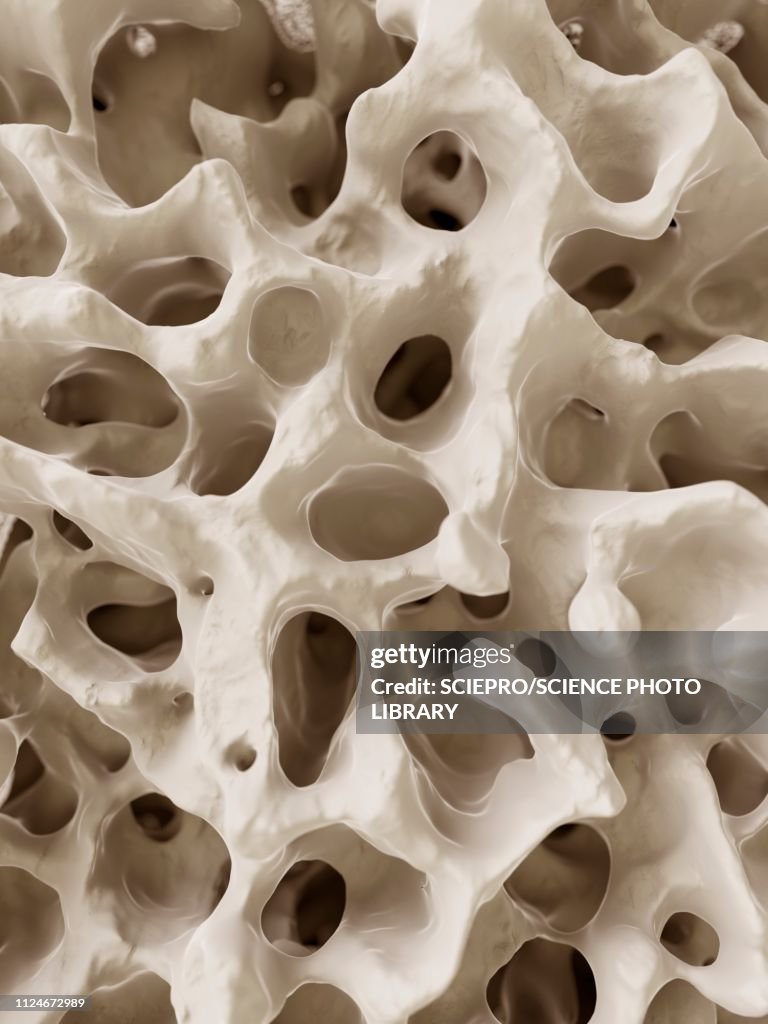 Illustration of the human bone structure