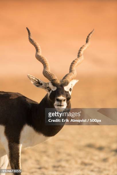 typist rare never 53 Sir Bani Yas Island Photos and Premium High Res Pictures - Getty Images