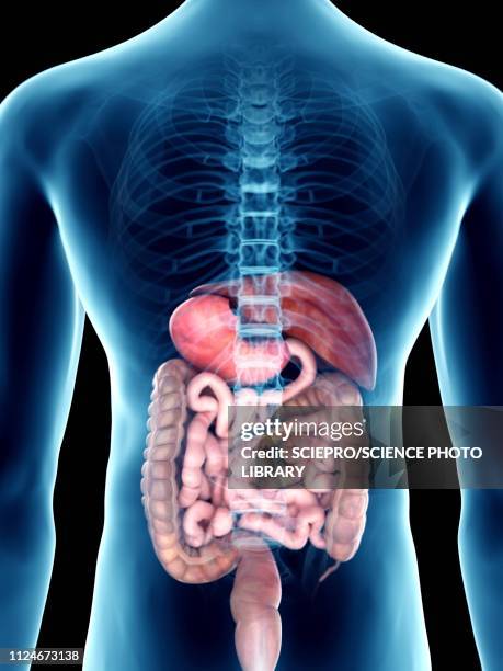 illustration of a man's digestiverticale system - human-digestive-system-diagram stock-grafiken, -clipart, -cartoons und -symbole