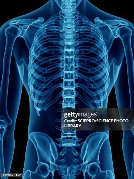 illustration of a man's skeletal back - human skeletal system stock illustrations