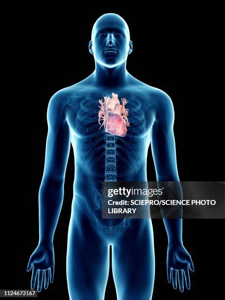 stockillustraties, clipart, cartoons en iconen met illustration of a man's heart - coronary arteries diagram