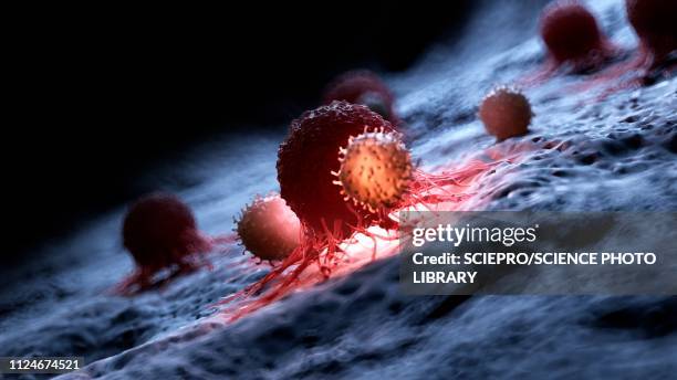 illustrations, cliparts, dessins animés et icônes de illustration of white blood cells attacking a cancer cell - cellule t