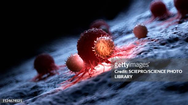 illustrazioni stock, clip art, cartoni animati e icone di tendenza di illustration of white blood cells attacking a cancer cell - cellula