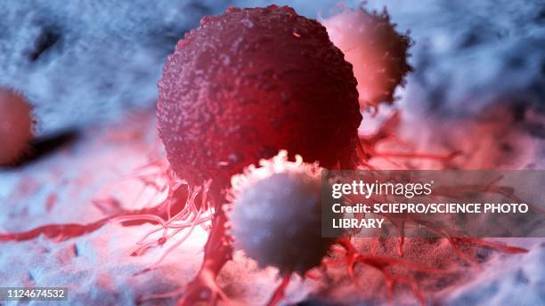 illustration of white blood cells attacking a cancer cell - t cell stock illustrations