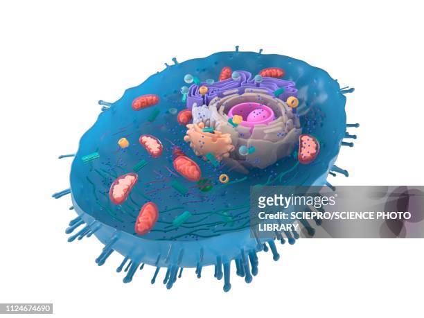 bildbanksillustrationer, clip art samt tecknat material och ikoner med illustration of a human cell cross-section - biologi