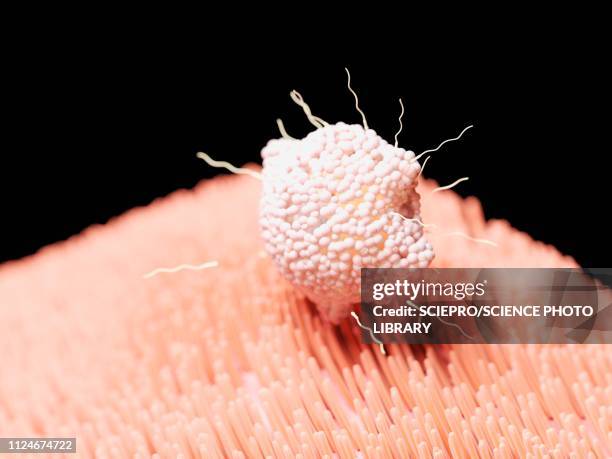 illustration of fertilisation - egg fertilization stock illustrations