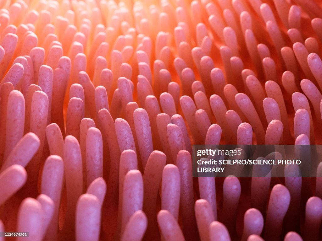 Illustration of intestinal verticalilli