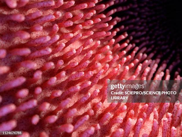 illustration of inflamed intestinal verticalilli - inflammation stockfoto's en -beelden