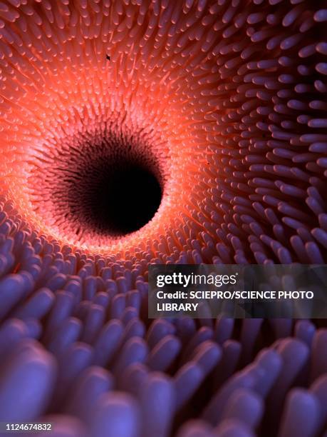Intestinal 54 Intestinal Lumen High Res Illustrations - Getty Images