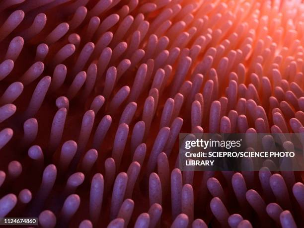 illustration of intestinal verticalilli - stomach absorption stock illustrations
