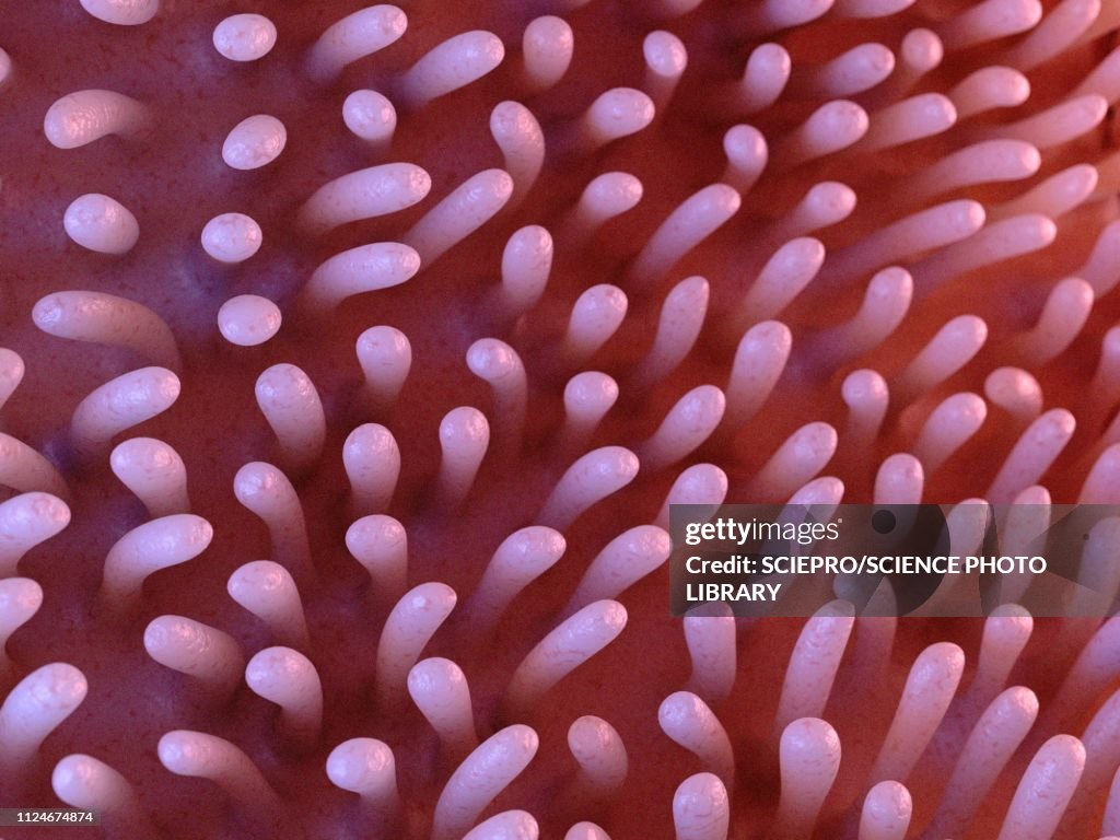 Illustration of intestinal verticalilli