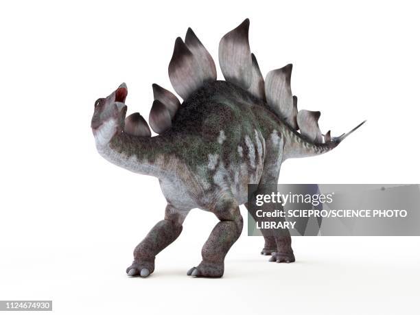 illustration of a stegosaurus - stegosaurus stock illustrations