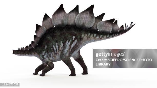 illustration of a stegosaurus - stegosaurus stock illustrations