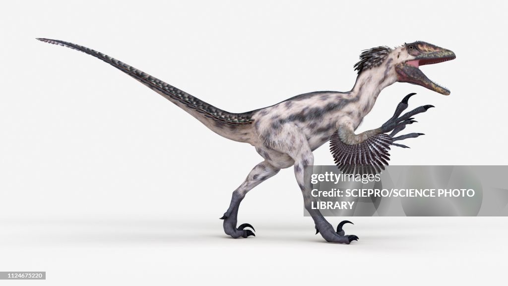 Illustration of a deinonychus