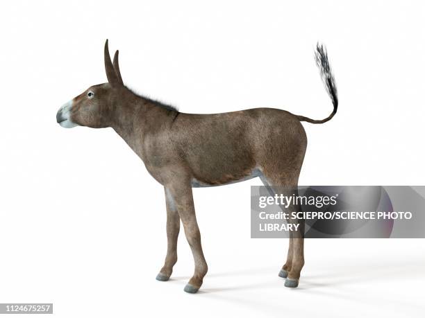 illustration of a donkey - grautier pferdeartige stock-grafiken, -clipart, -cartoons und -symbole