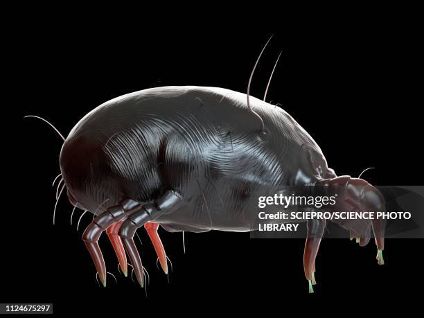 illustration of a dust mite - dermatitis stock illustrations