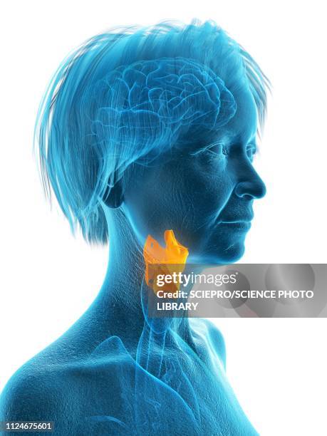 illustration of an old woman's larynx - epiglottis stock-grafiken, -clipart, -cartoons und -symbole