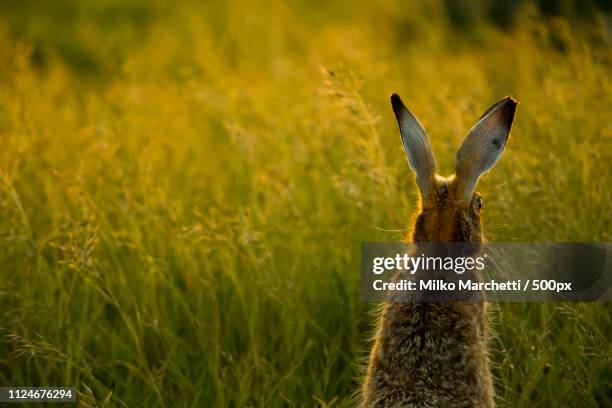 hare from back - animal ear - fotografias e filmes do acervo