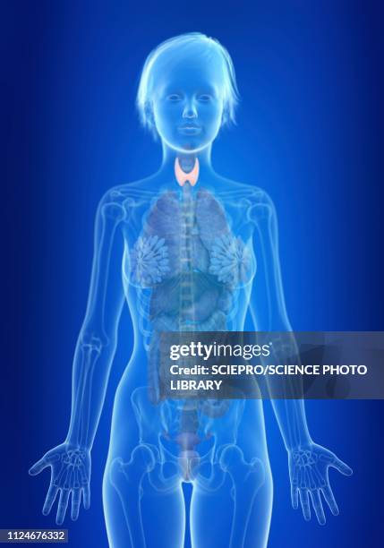 illustration of a woman's thyroid gland - thyroid hormone stock illustrations